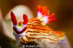 Superhero Nudibranch in Mirbat, Oman, checking out the ca... by Robert Smits 